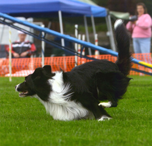 March 28, 2004 - Fable wins High Scoring Agility dog at Washington State Obedience Training Club Trial