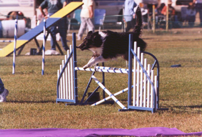 Megan Agility